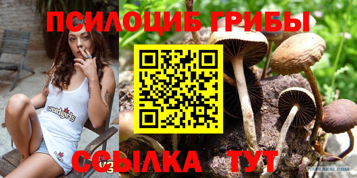 Псилоцибиновые грибы Psilocybe Свободный