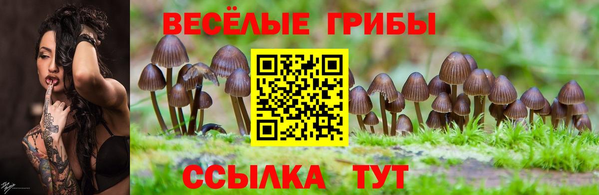 Галлюциногенные грибы прущие грибы  Вход с VPN  Свободный 